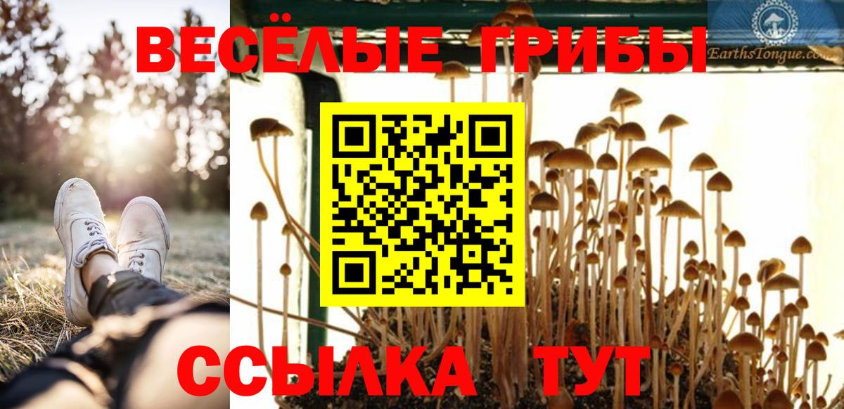 Псилоцибиновые грибы Psilocybe Сарапул